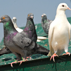 Pigeon Spiking Gutters