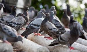 Guano Cleaning